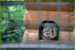амурский кот, амурский лесной кот, котэ, кот